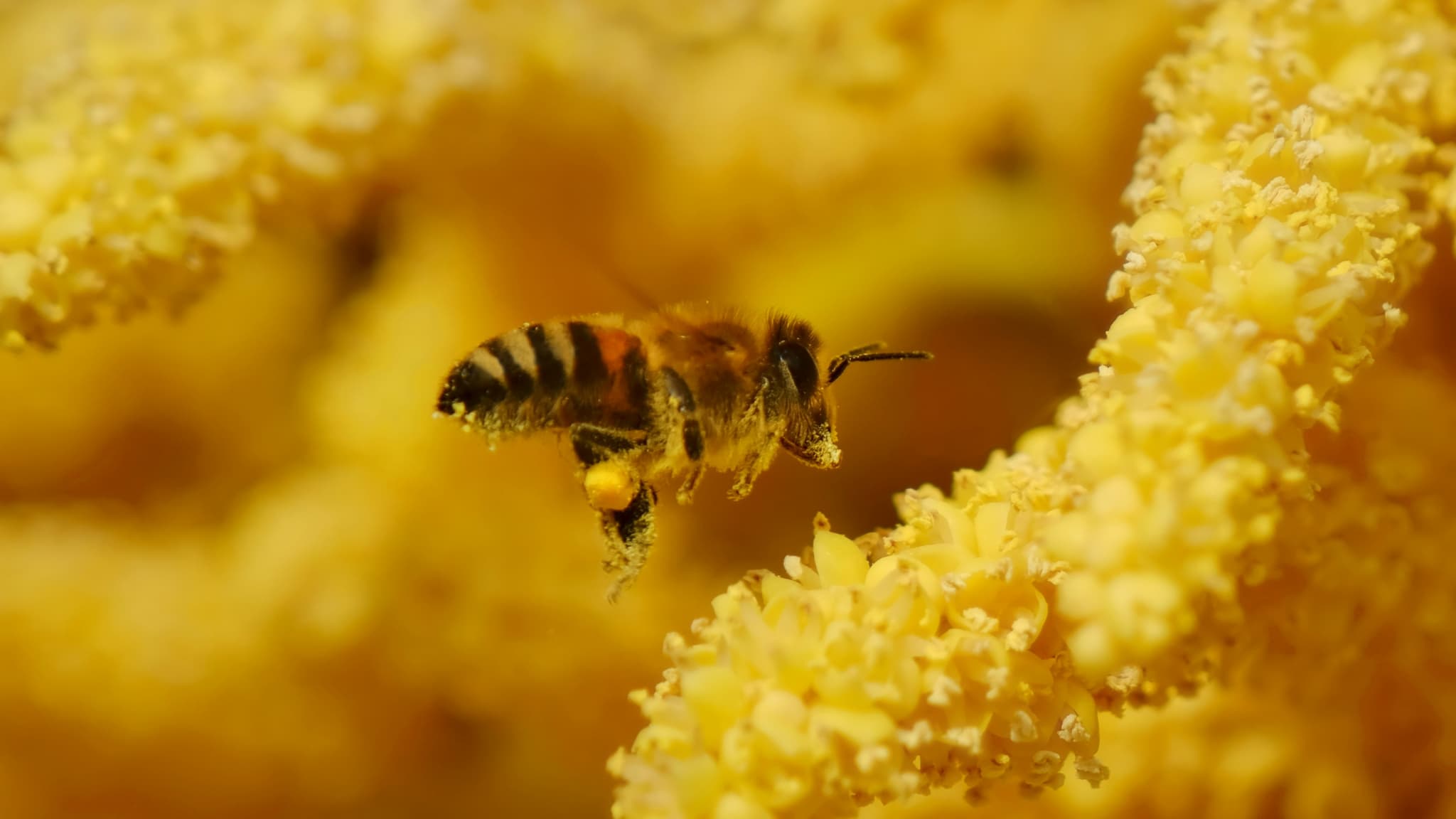 USDA Crop Progress: Week 26 Pollination Data and H2 Starch Ingredient Outlook