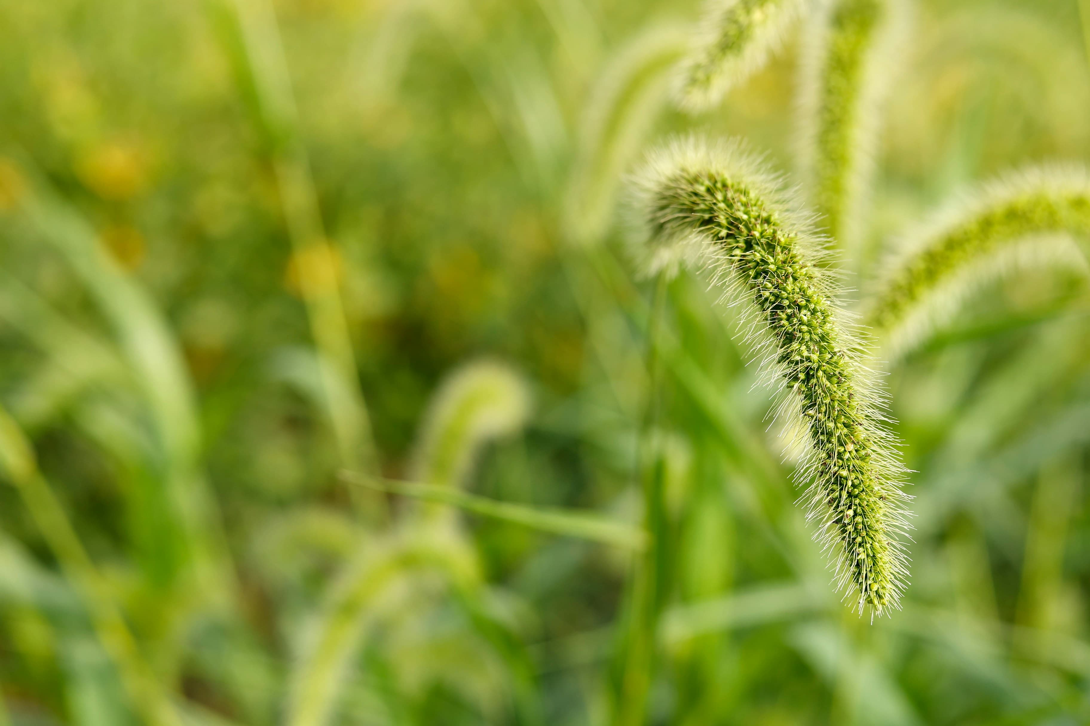 يستمر الامتثال لتوجيهات PFAS على مستوى الولاية في تشكيل الرقابة الكيميائية الزراعية في نيو جيرسي